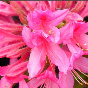 Azalea 'Rosy Lights'