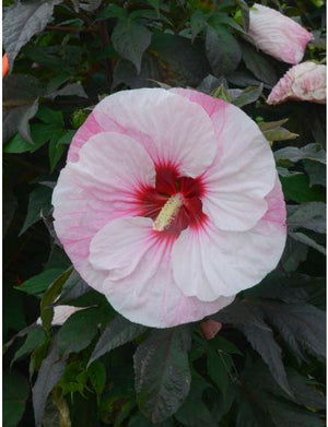 Hibiscus Summerific® 'Perfect Storm'