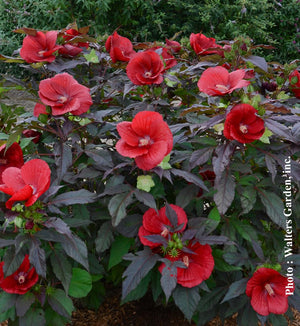 Hibiscus 'Midnight Marvel'