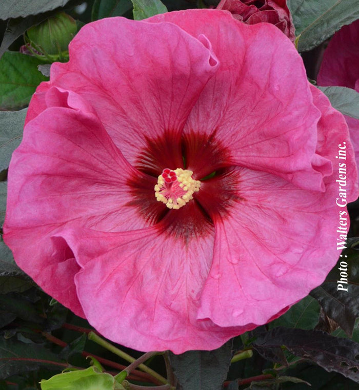 Hibiscus Summerific® 'Berry Awesome'