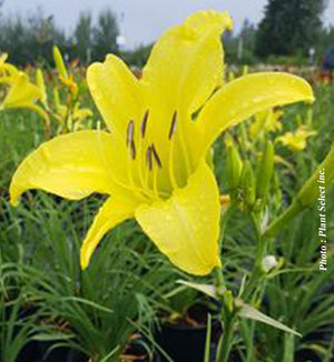 Hemerocallis 'Hyperion'