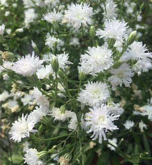 Lychnis 'Petit Henri'