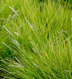 Sesleria autumnalis