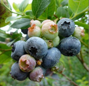 Blueberry 'Northland' - Organic