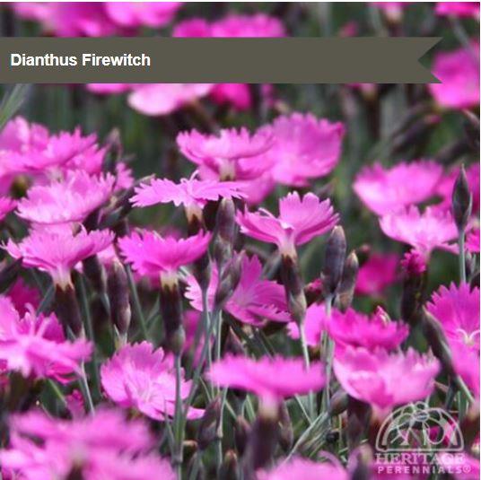 Dianthus 'Firewitch'