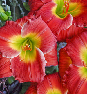 Hemerocallis 'Red Hot Returns'