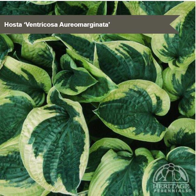 Hosta 'Aureomarginata'