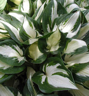 Hosta 'Fire and Ice'