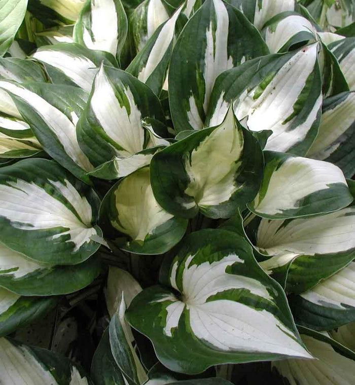 Hosta 'Fire and Ice'