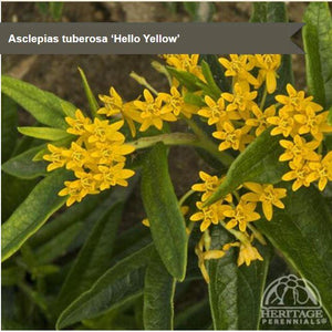 Asclepias 'Hello Yellow'