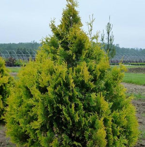 Thuja occidentalis 'Sunkist'