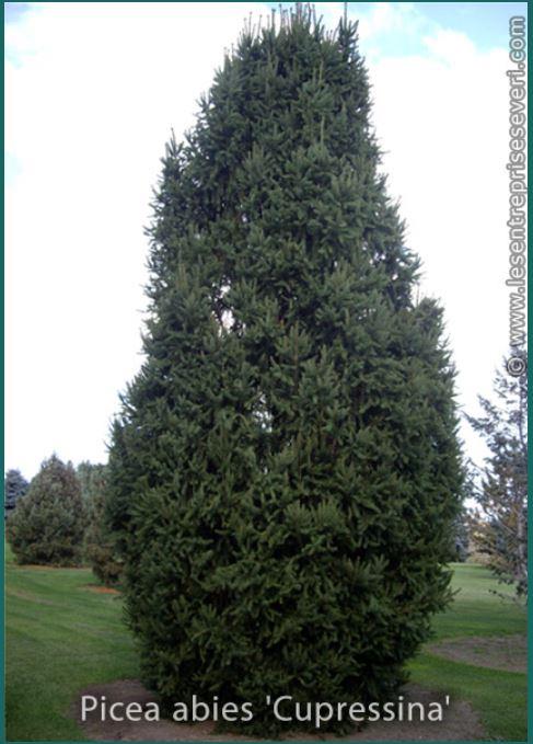 Picea abies 'Cupressina'