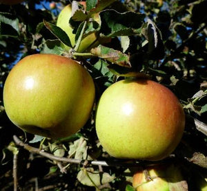 Apple Jonagold