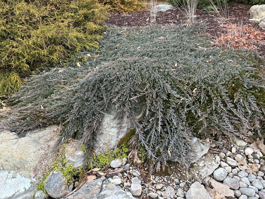 Juniperus horizontalis 'Icee Blue®' – Beyond the House