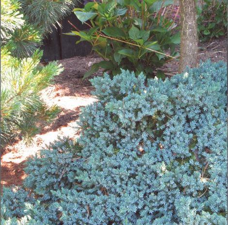Juniperus squamata 'Blue Star'