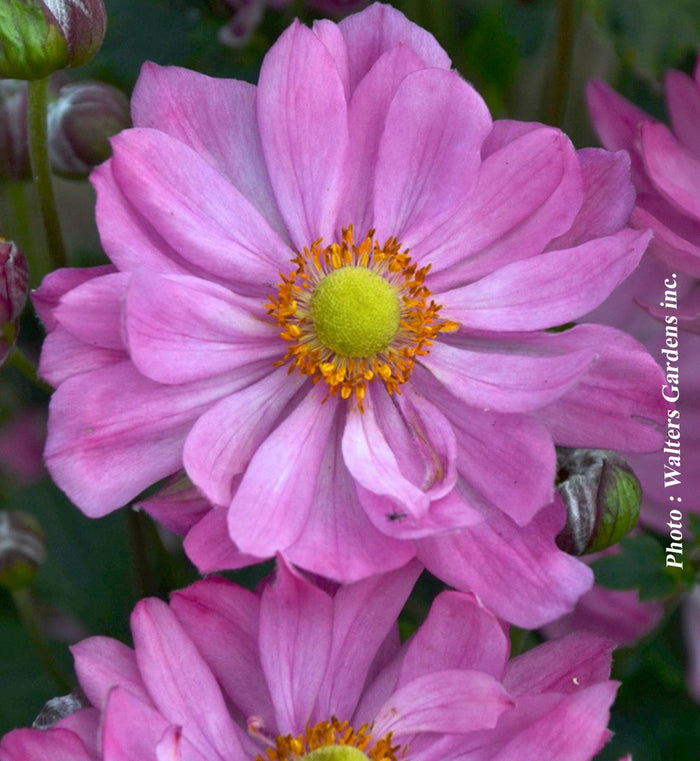 Anemone 'Curtain Call Pink'