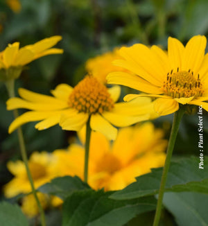Heliopsis 'Tuscan Gold™'