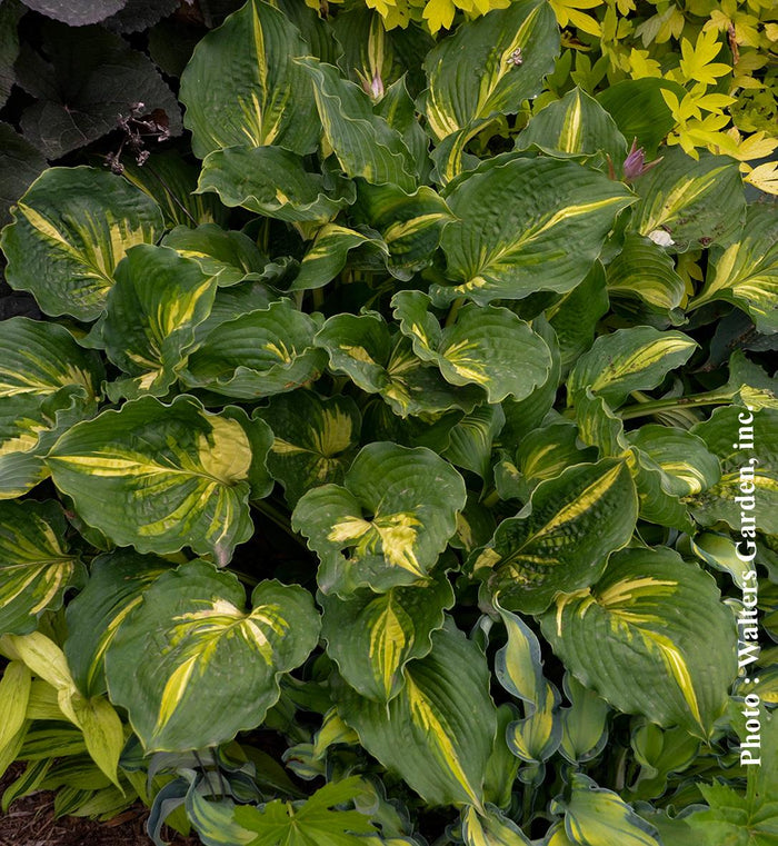 Hosta 'Lakeside Paisley Print'