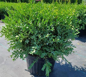 Buxus X 'Green Mound'