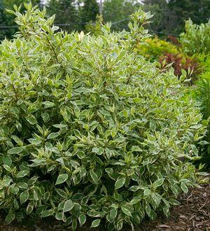 Cornus alba 'Ivory Halo®' (Bailho)
