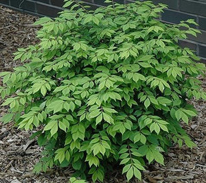 Euonymus alatus 'Little Moses'