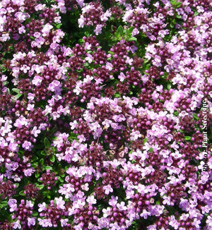 Thymus 'Roseus'