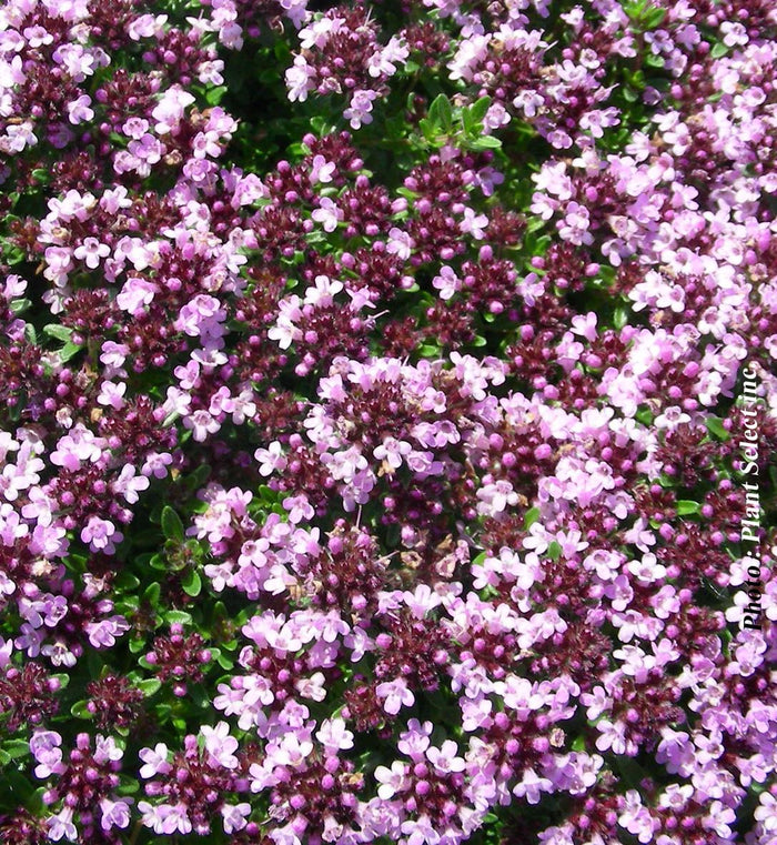 Thymus 'Roseus'