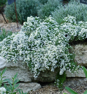 Aster 'Snow Flurry'