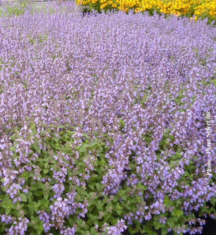 Nepeta 'Purrsian Blue'