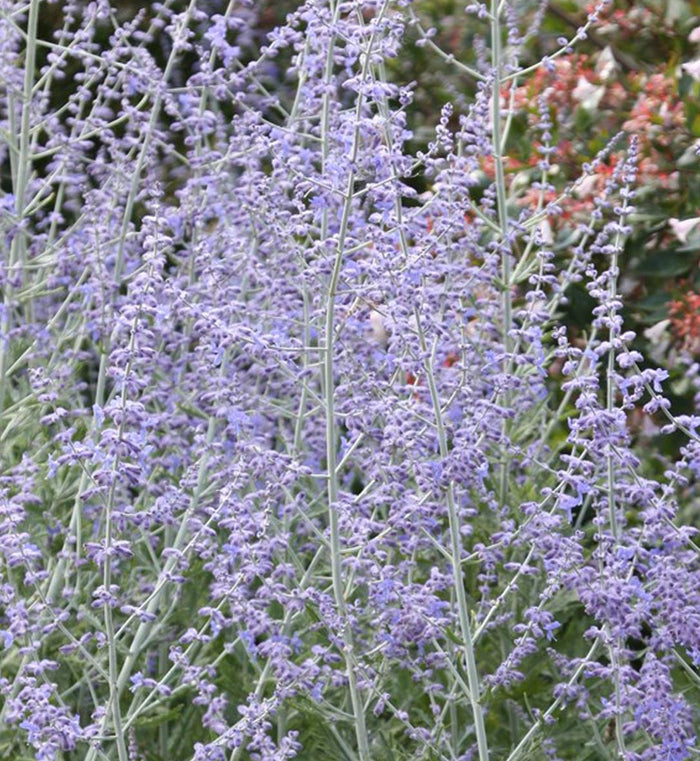 Perovskia 'Little Spire'