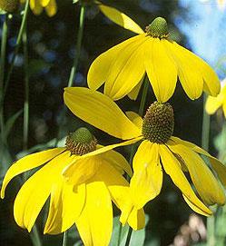 Rudbeckia 'Herbstonne'