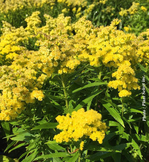 Solidago 'Little Lemon'