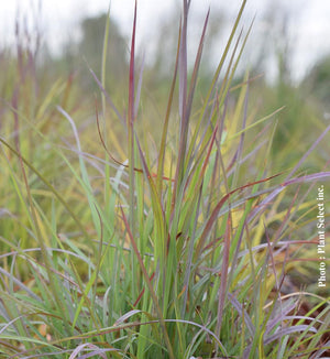 Schizachyrium 'Twilight Zone'