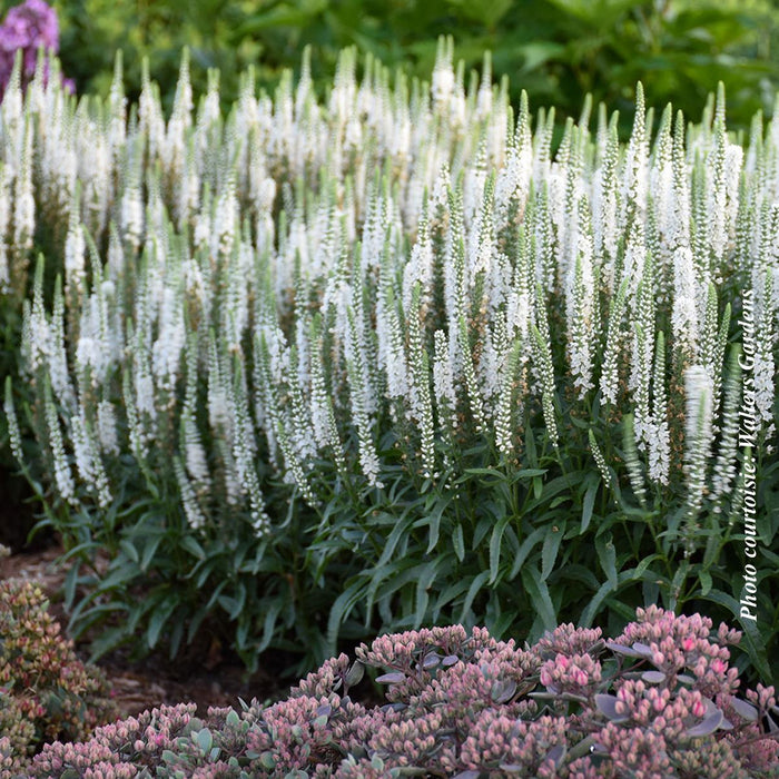 Veronica Magic Show® 'White Wands'