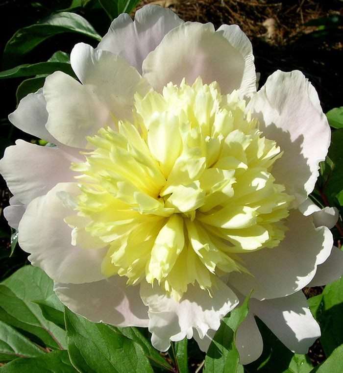 Paeonia lactiflora 'Primavera'