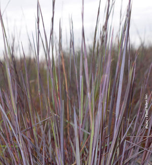 Schizachyrium 'Smoke Signal'