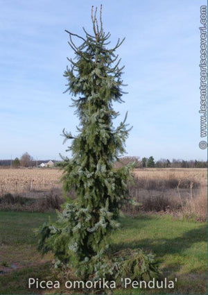 Picea omorika 'Pendula'