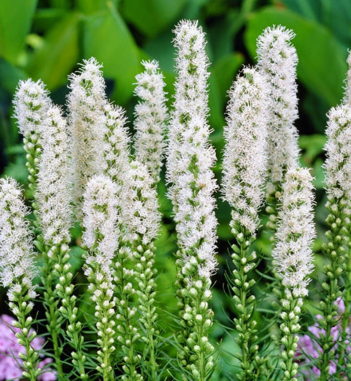 Liatris 'Floristan White'