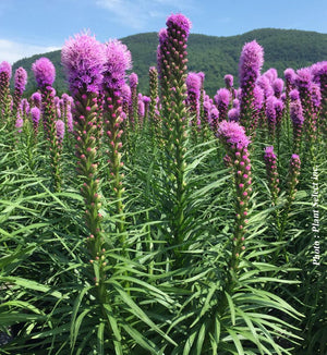 Liatris 'Kobold'