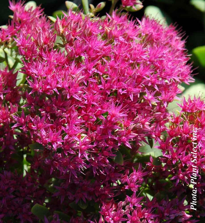Sedum 'Neon'