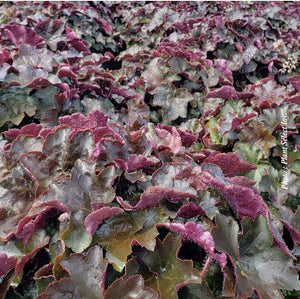 Heuchera 'Palace Purple'