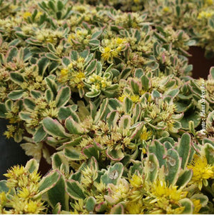 Sedum Rock'N Grow® 'Boogie Woogie'