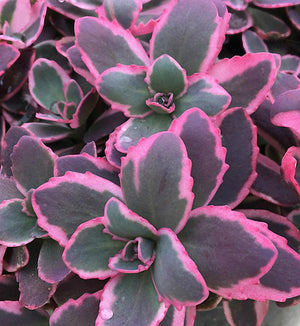 Sedum SunSparkler® 'Dream Dazzler'