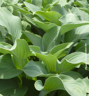 Hosta 'Krossa Regal'
