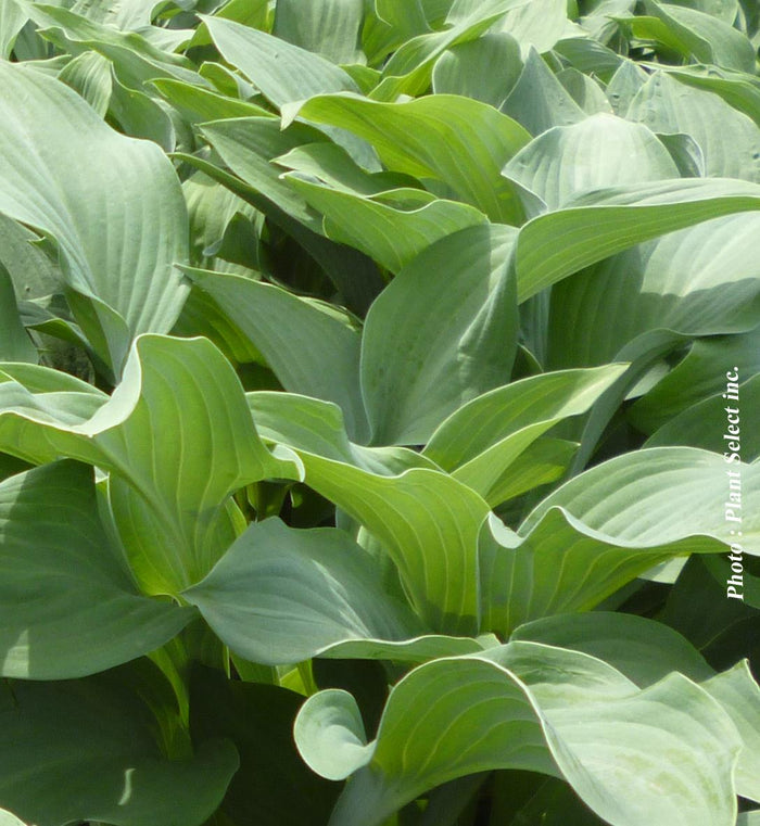 Hosta 'Krossa Regal'