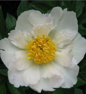 Paeonia lactiflora 'Krinkled White'