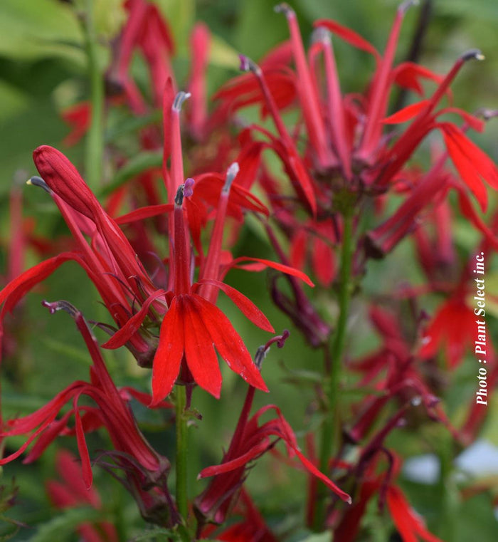 Lobelia cardinalis