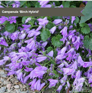 Part Shade Perennials