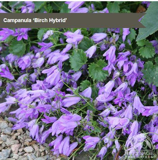 Campanula 'Birch Hybrid'