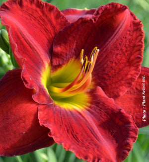 Hemerocallis 'Passion for Red'